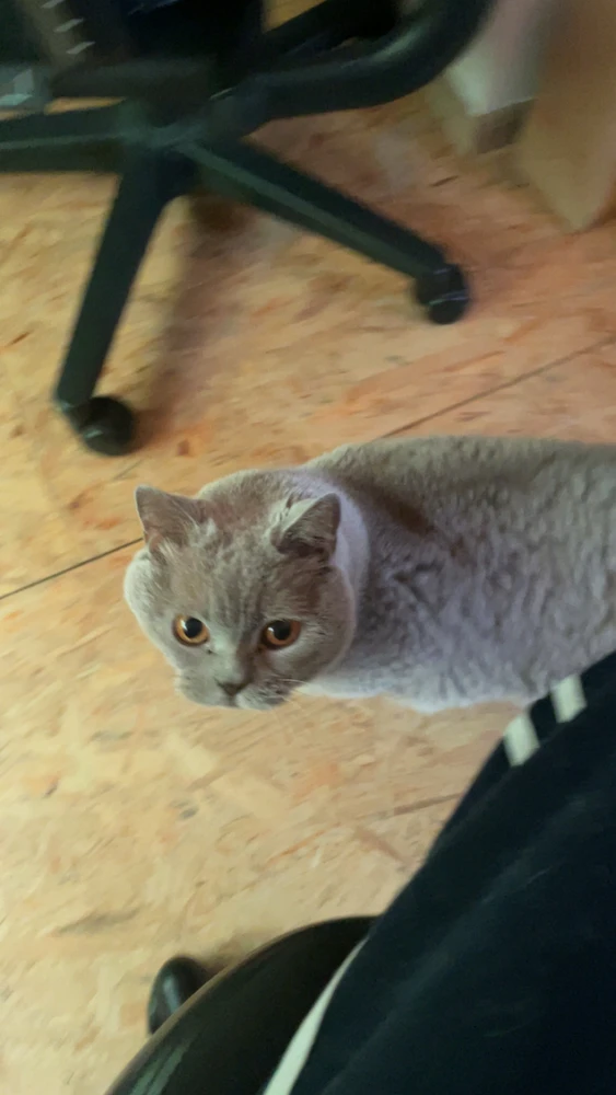 Image uploaded by Tom