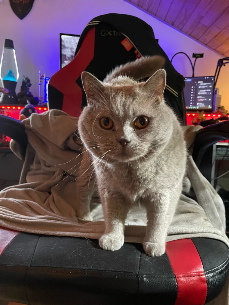 Image uploaded by Tom