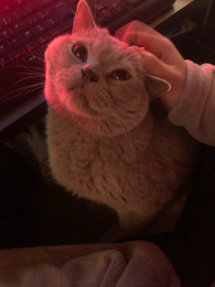 Image uploaded by Tom