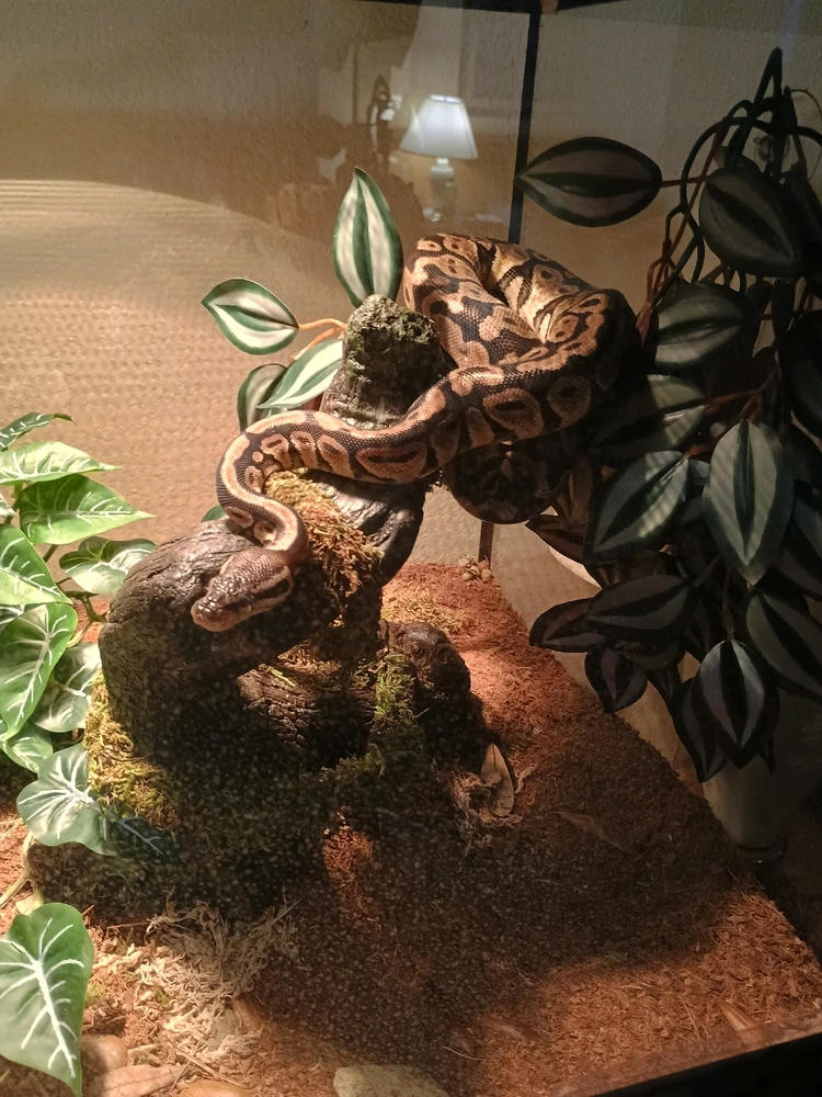 GIF uploaded by Auzzy