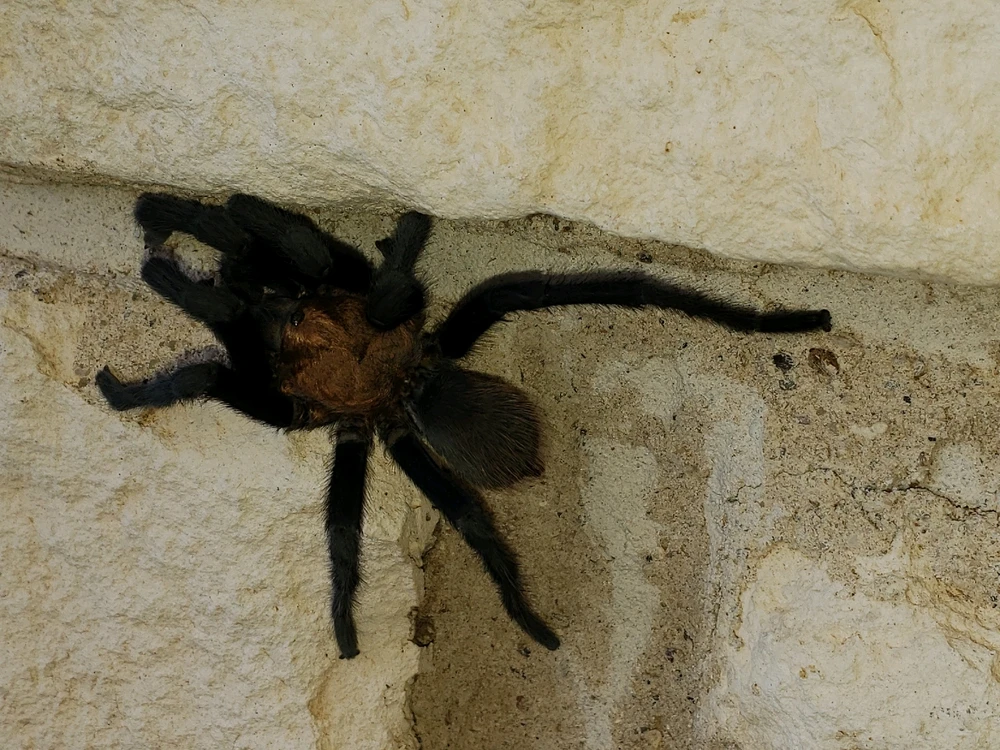 Image uploaded by Mike