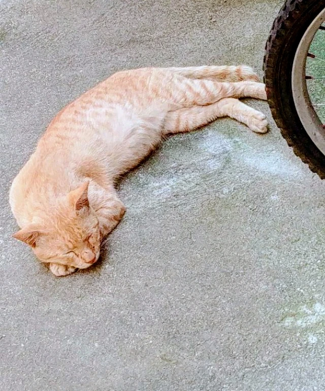 GIF uploaded by Jann