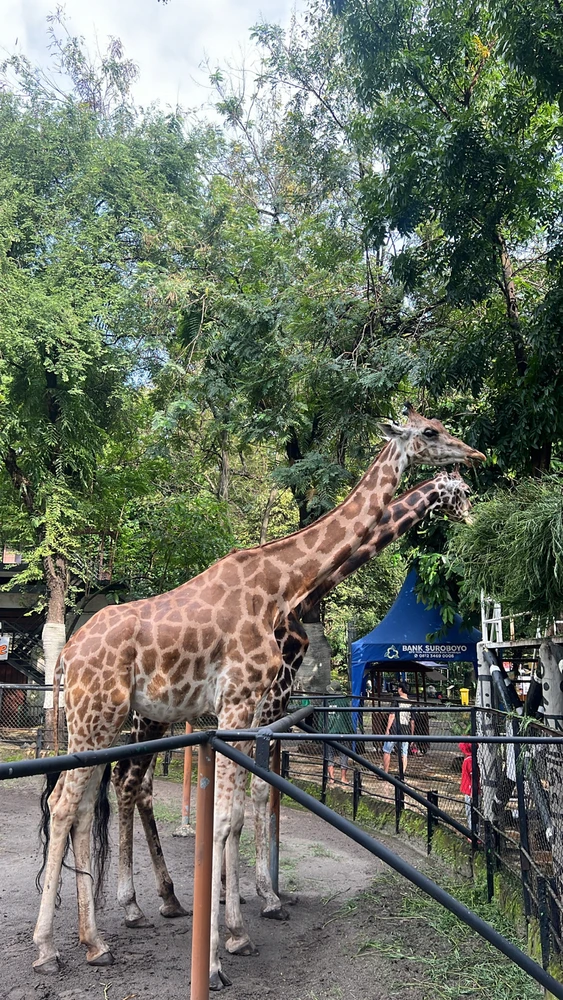 GIF uploaded by Indah