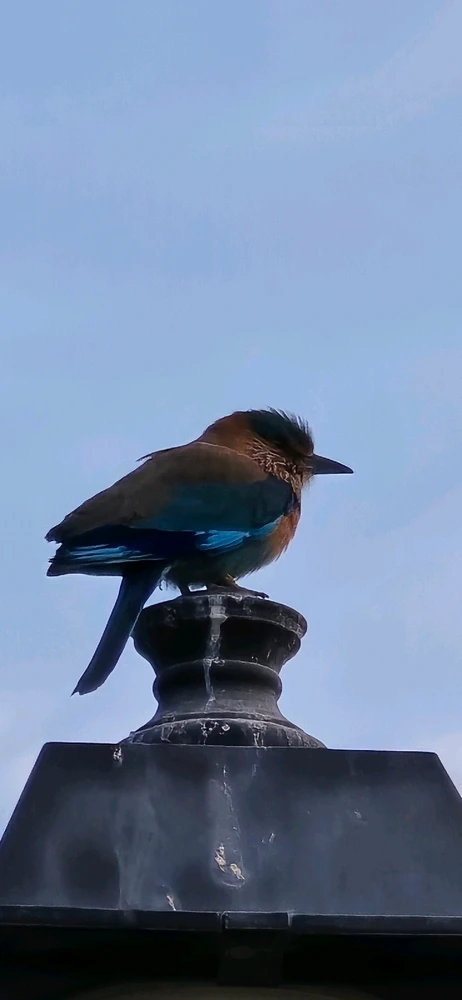 Image uploaded by Gheng