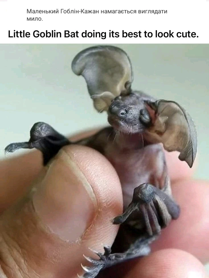 Гіфку завантажив Natalia🦇