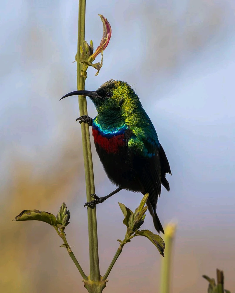 Image uploaded by Gulshan