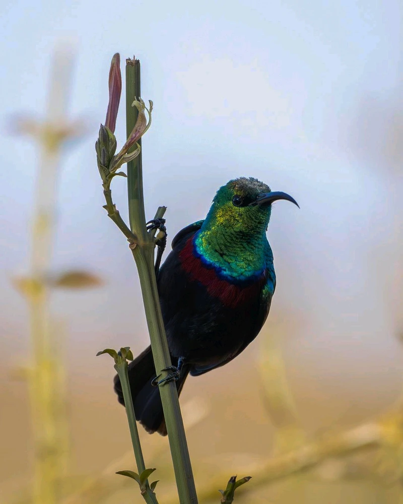 Image uploaded by Gulshan