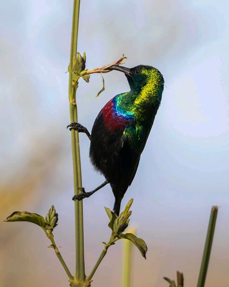 Image uploaded by Gulshan