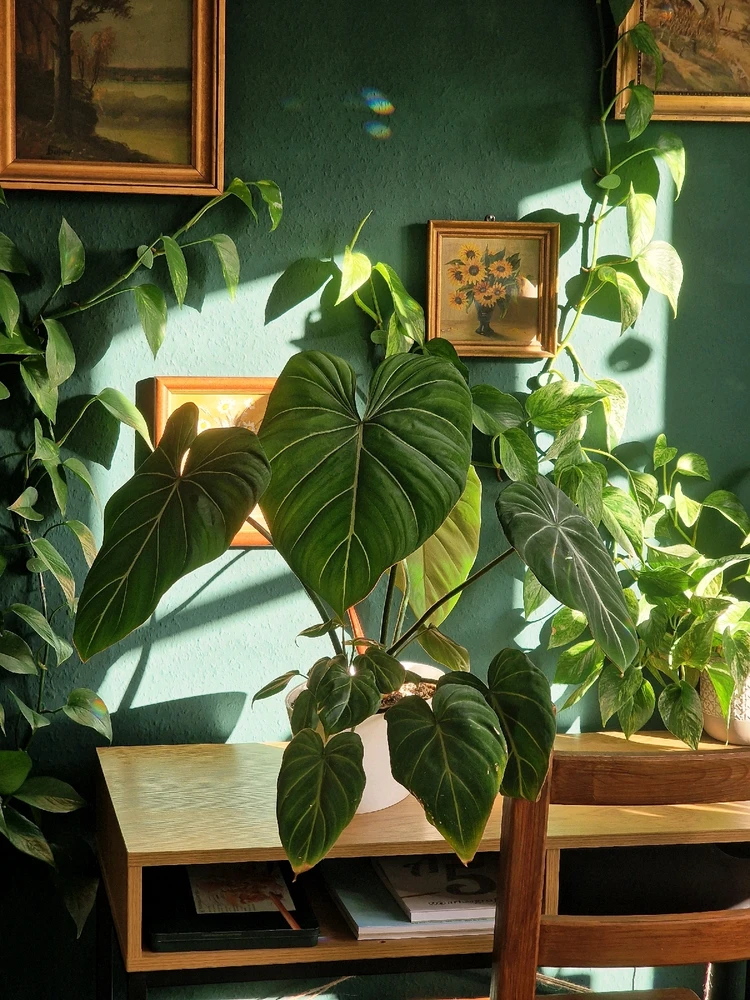 GIF hochgeladen von Edgar