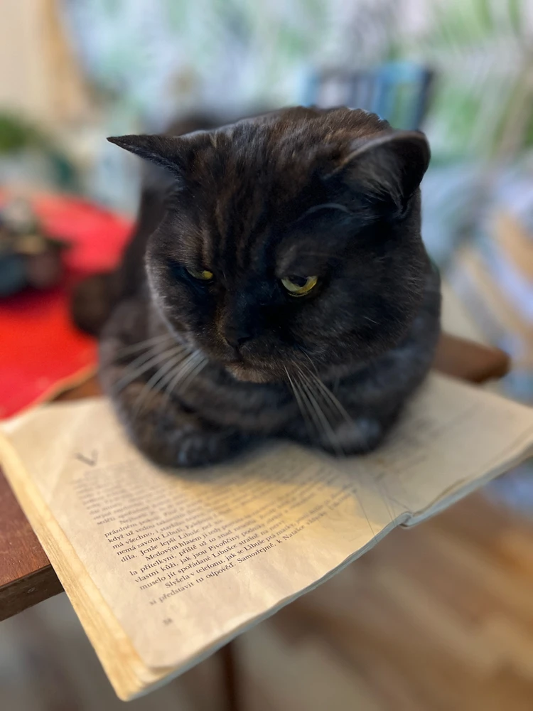 Obrázek nahrál mira