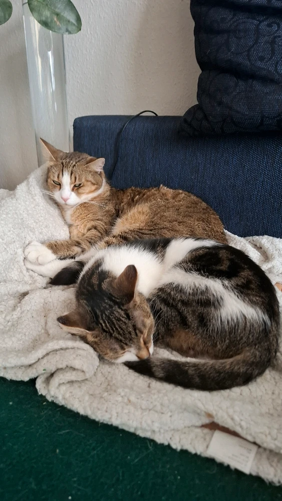 GIF hochgeladen von Andrea