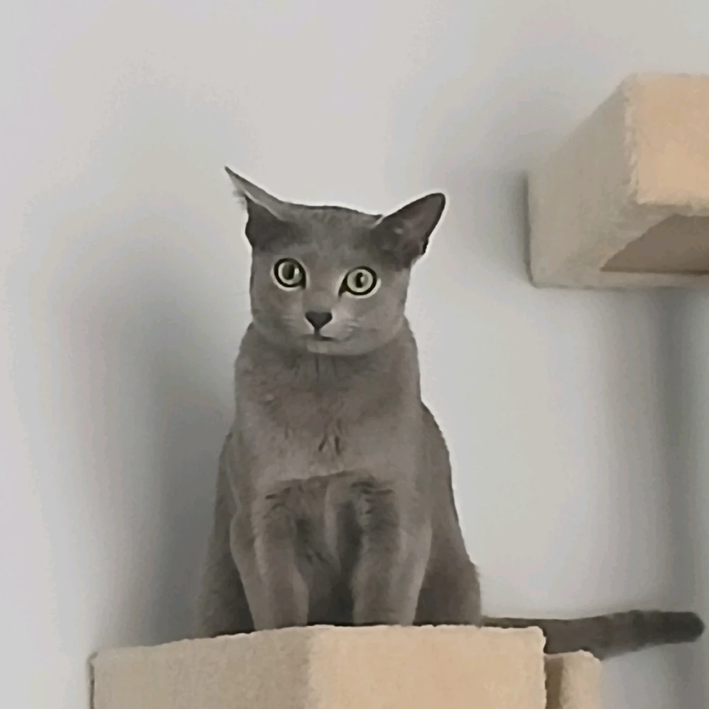 Imatge pujada per Ramon