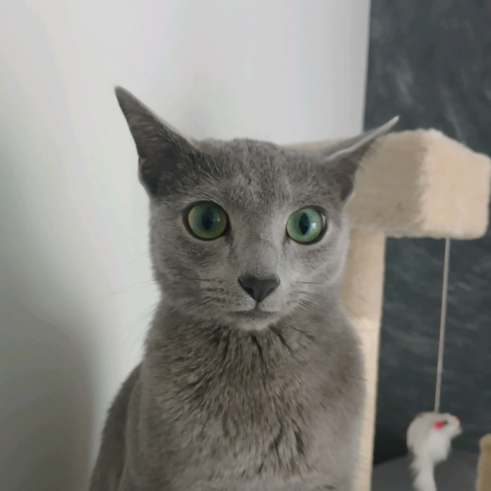 Imatge pujada per Ramon