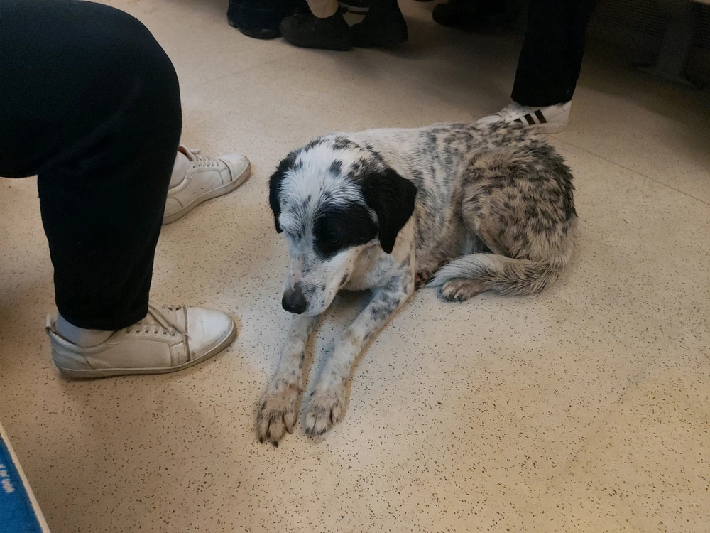 Buse tarafından yüklenen GIF