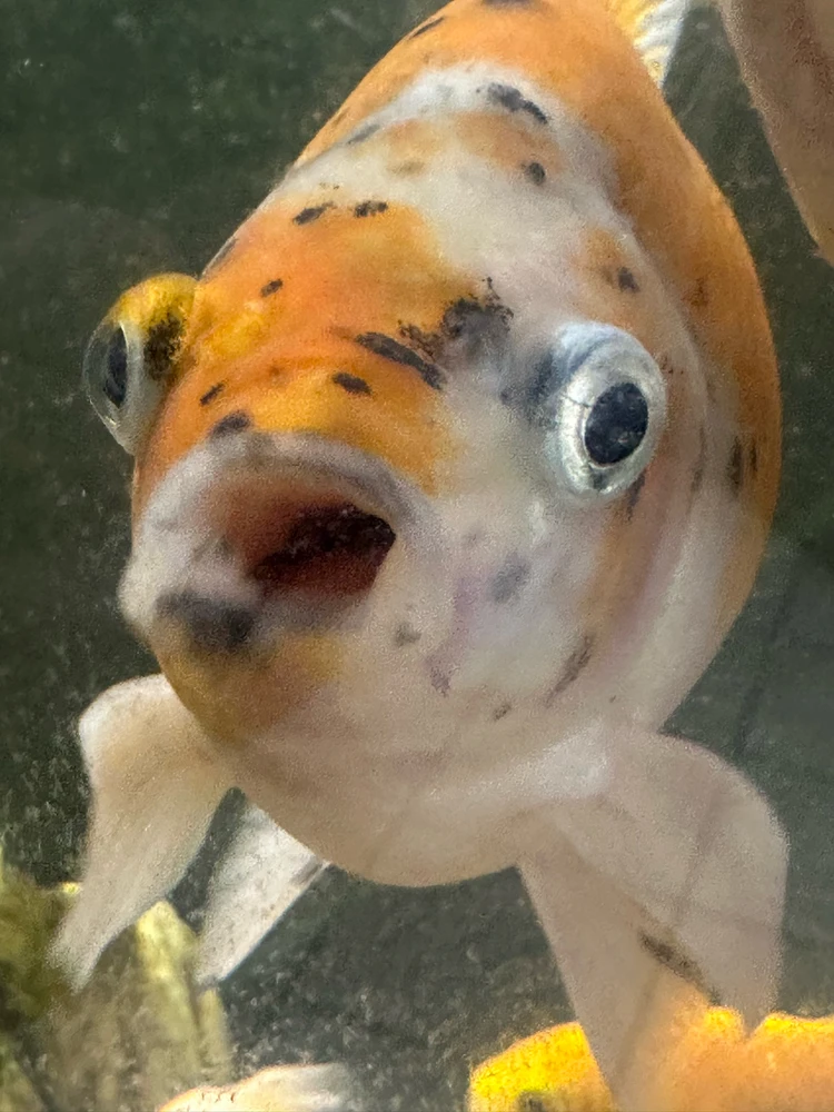 GIF diunggah dening Michele