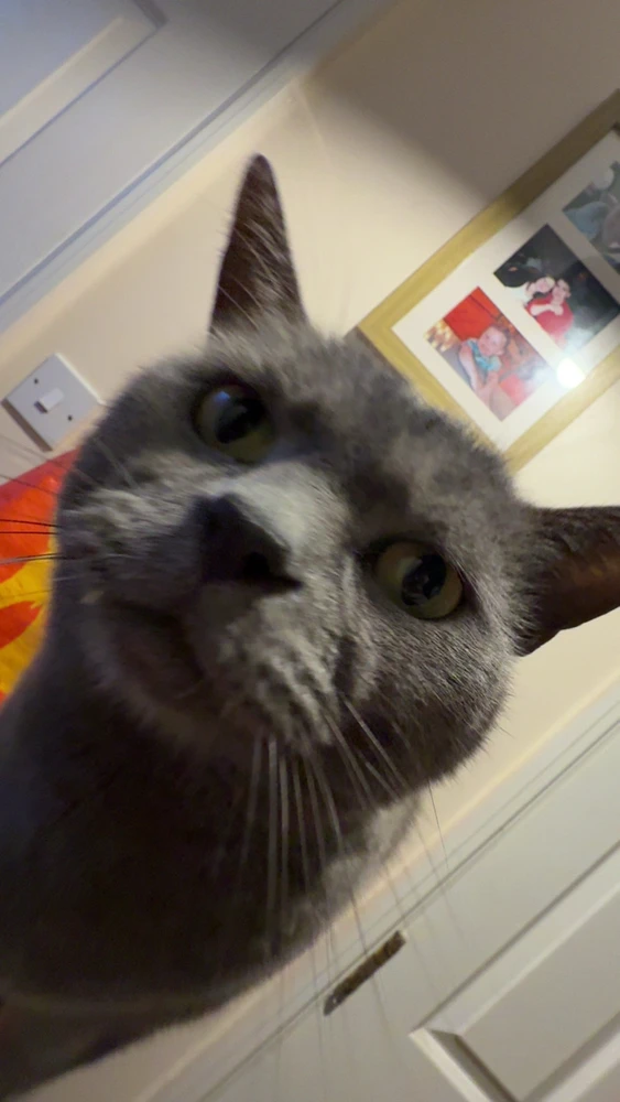 GIF uploaded by Brandon