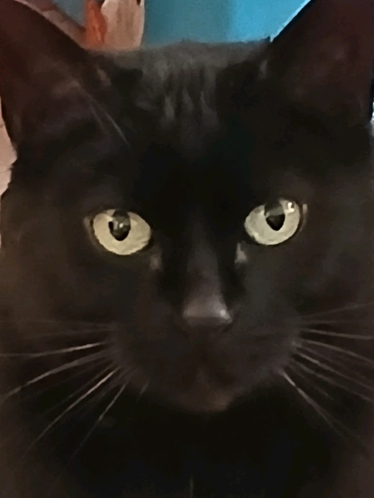 GIF uploaded by Vanessa