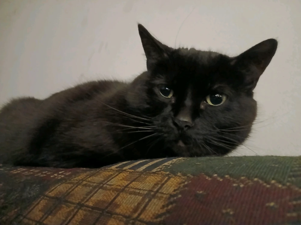 GIF uploaded by Vanessa