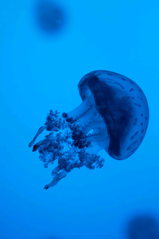 GIF uploaded by Sachil