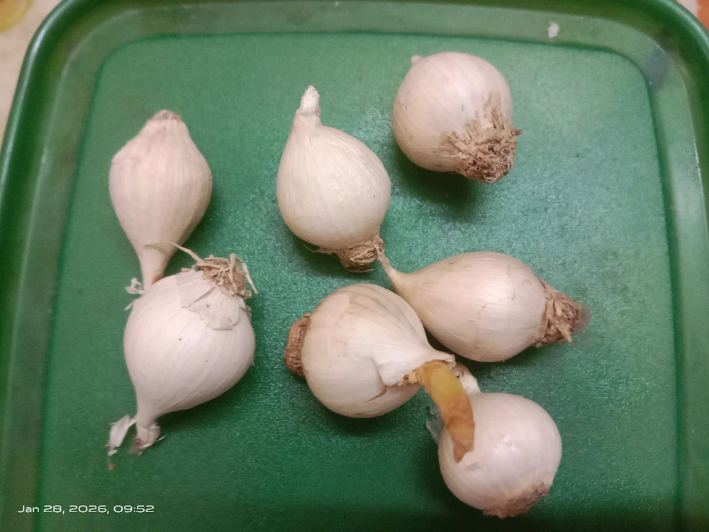 GIF diunggah dening srkraidu