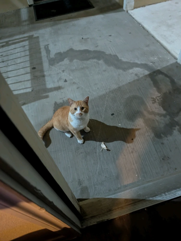 GIF uploaded by Devin reed