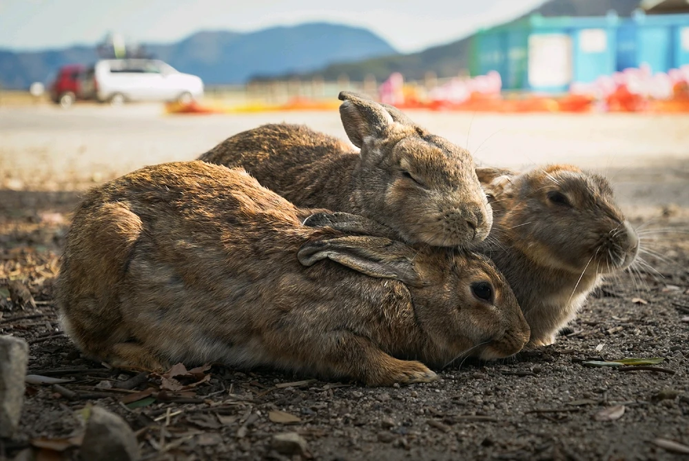 GIF diunggah dening Hao Wen