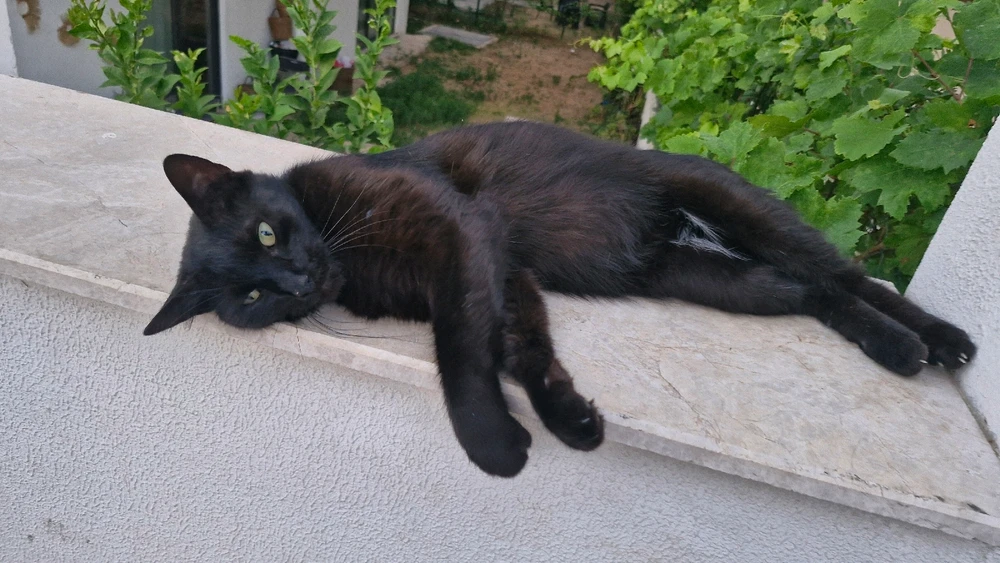 Image uploaded by Vit