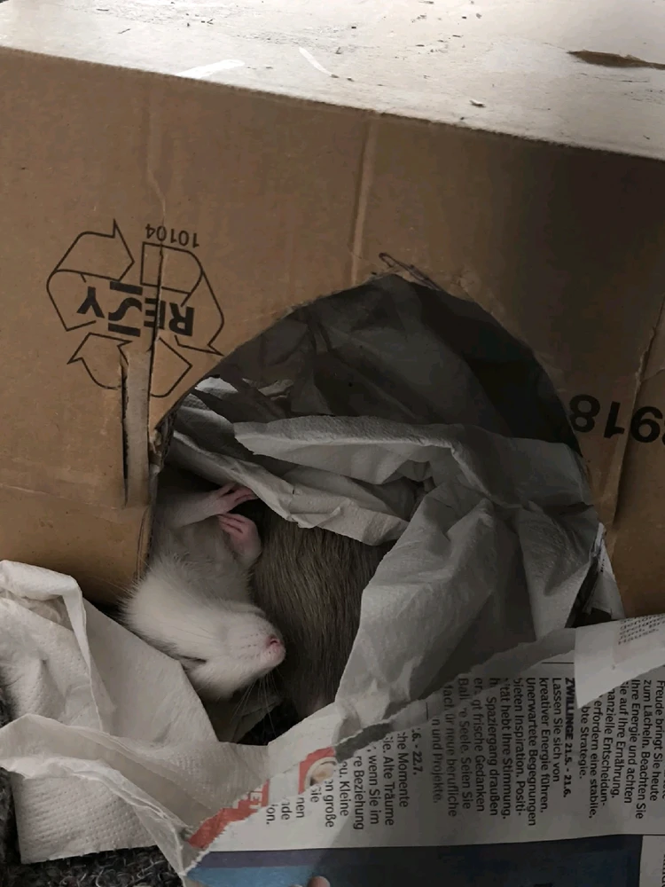 GIF hochgeladen von Luzi