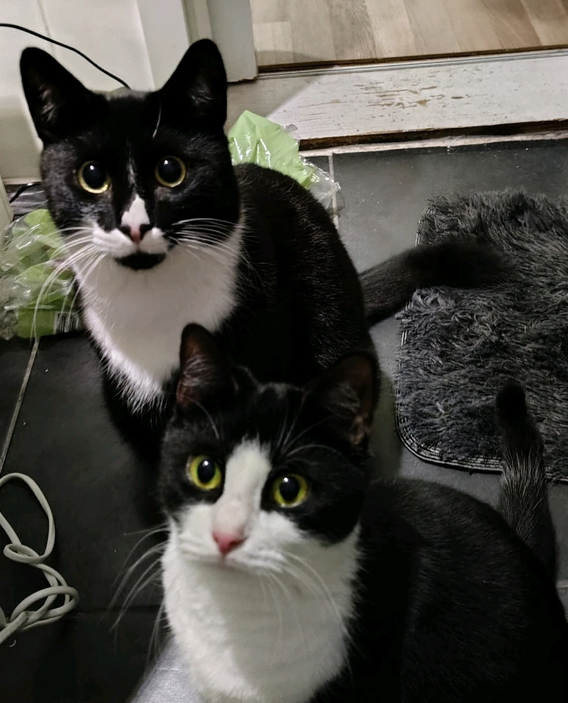 GIF hochgeladen von Nico