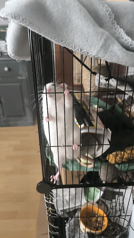 GIF hochgeladen von Luzi