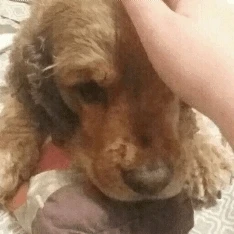 Image uploaded by Carissa