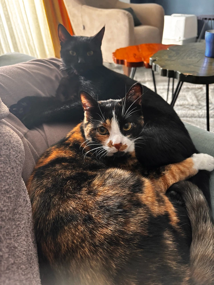 Serra tarafından yüklenen GIF