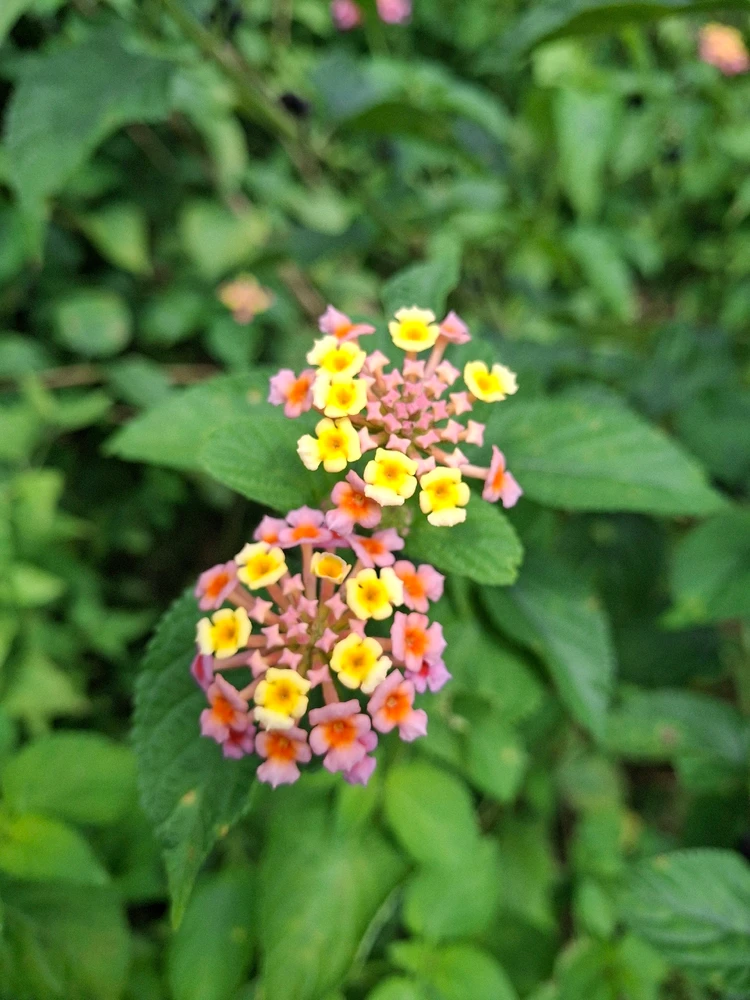 Image uploaded by Carla