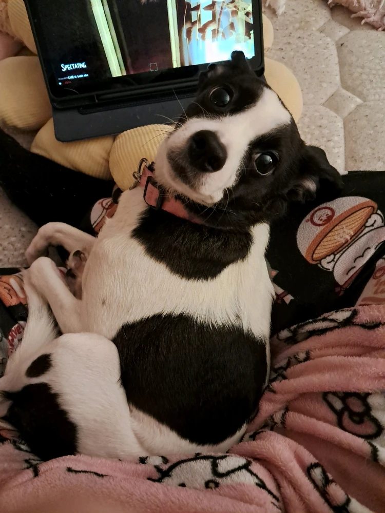 GIF uploaded by Kaissy