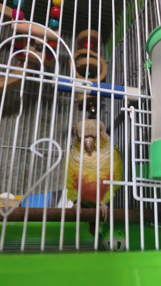 陳柏元 上傳的 GIF