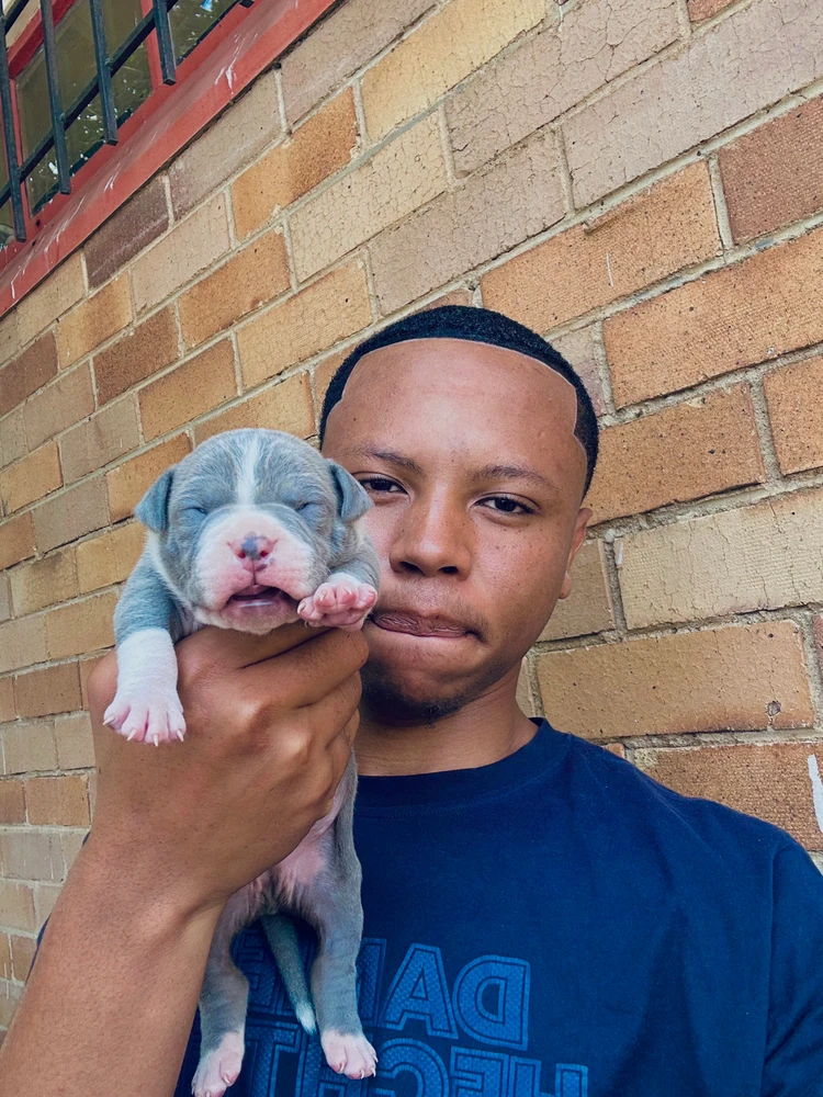 Pet love 