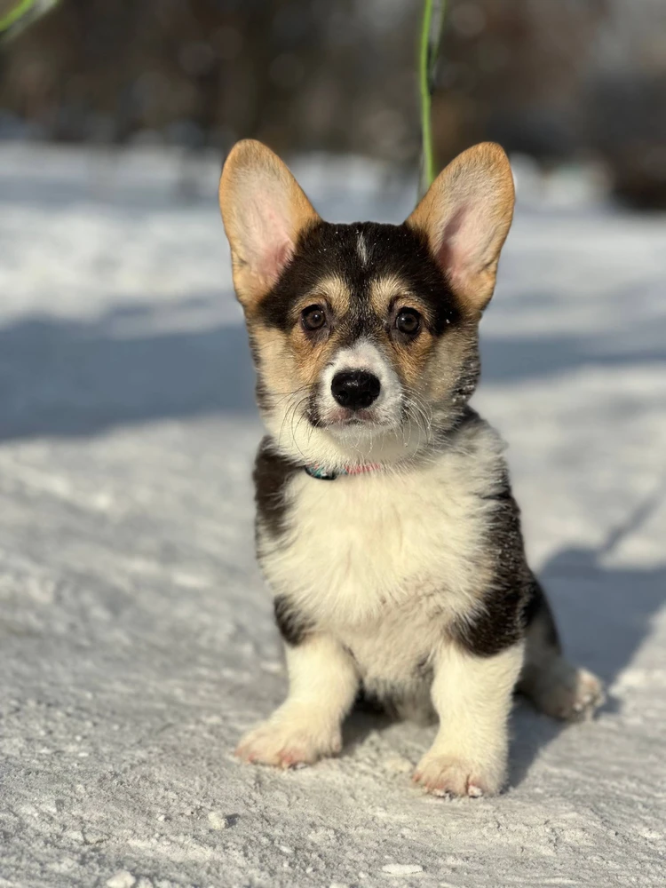 Зображення завантажив Олена