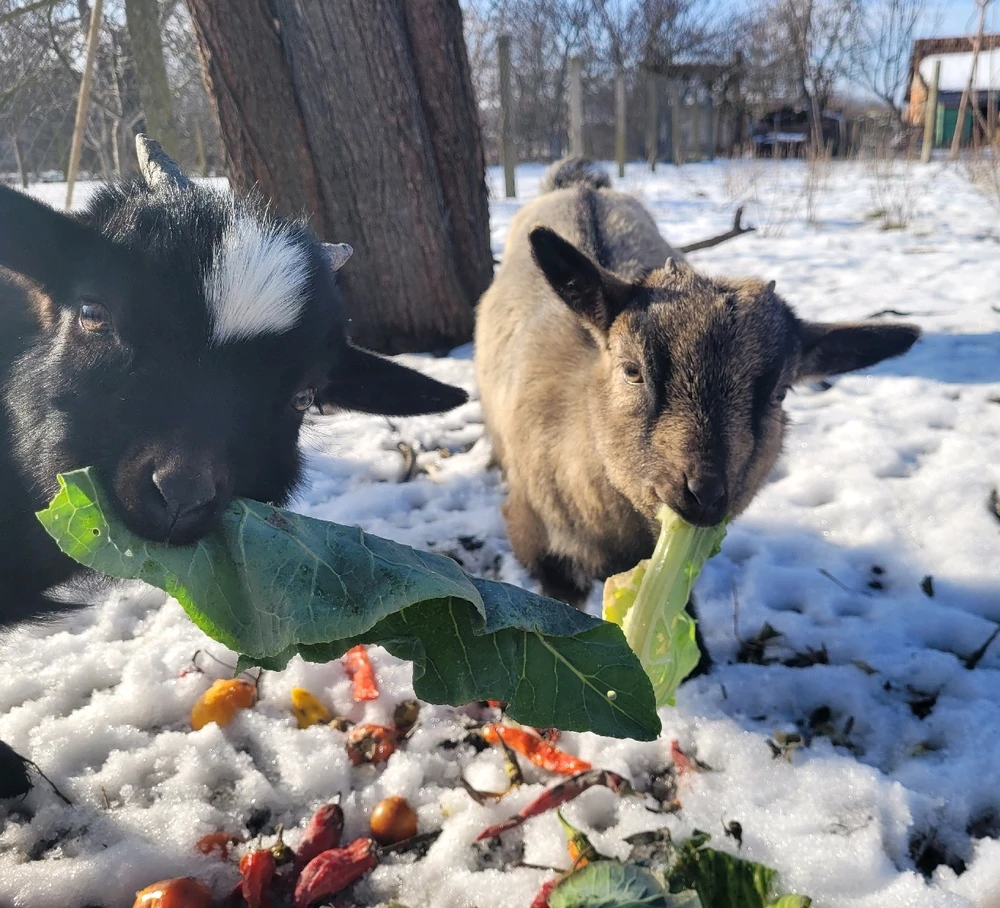 Sándor által feltöltött GIF