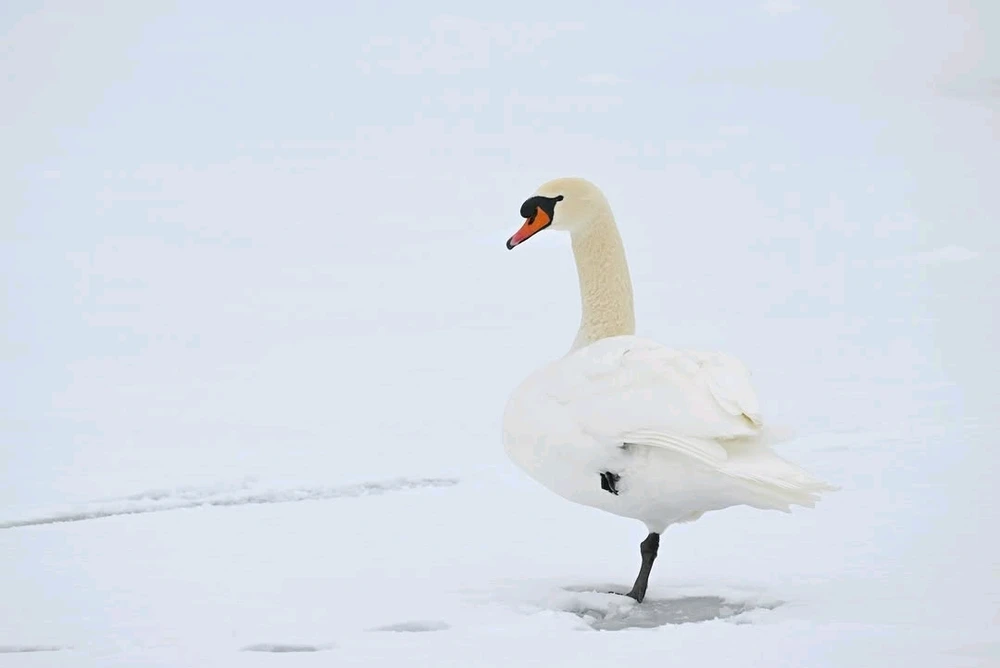 Immagine caricata da Enrico