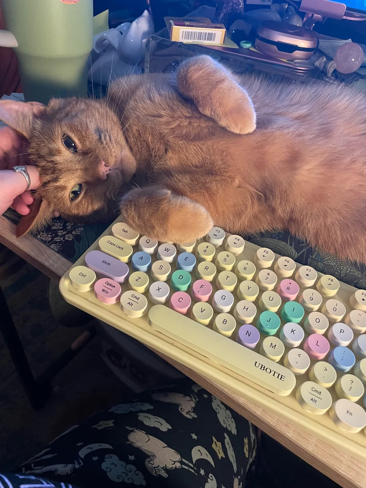 orange cat shoving a keyboard aside to get attention 