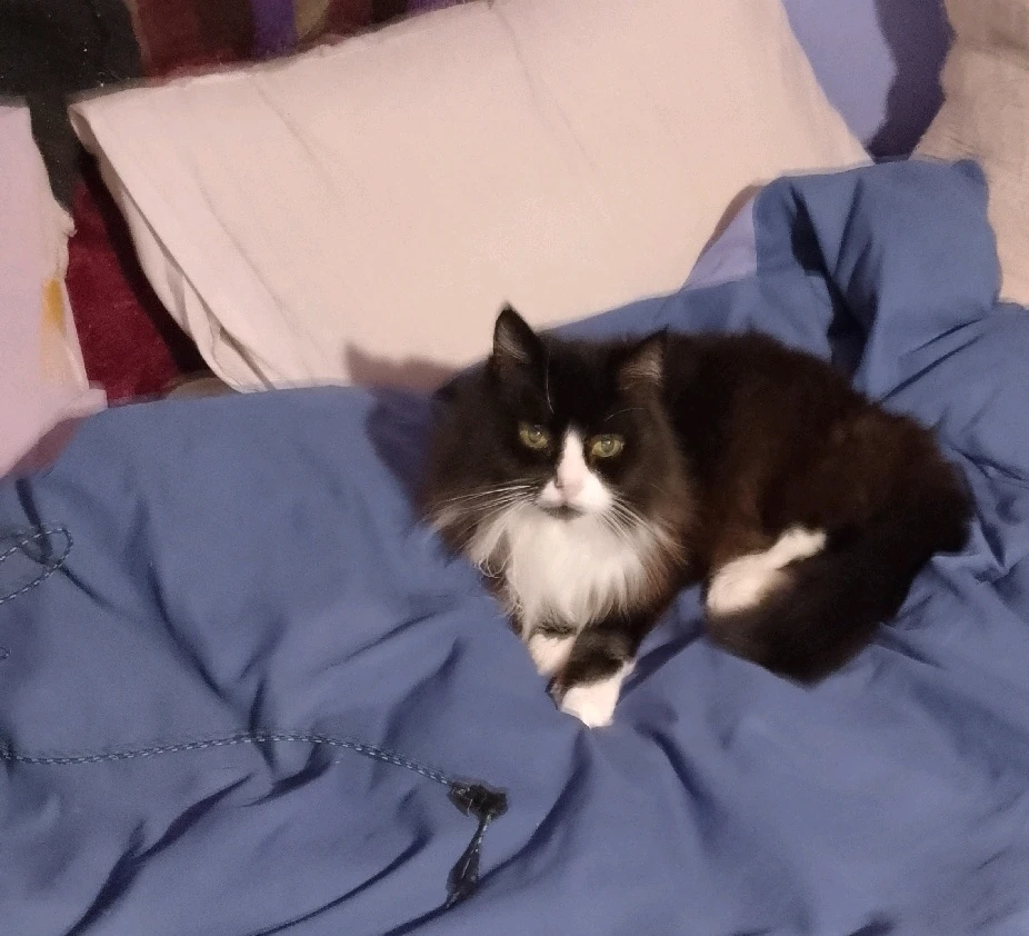 GIF uploaded by Lucas