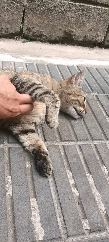 Imagen subida por Natan Esteban Armoha