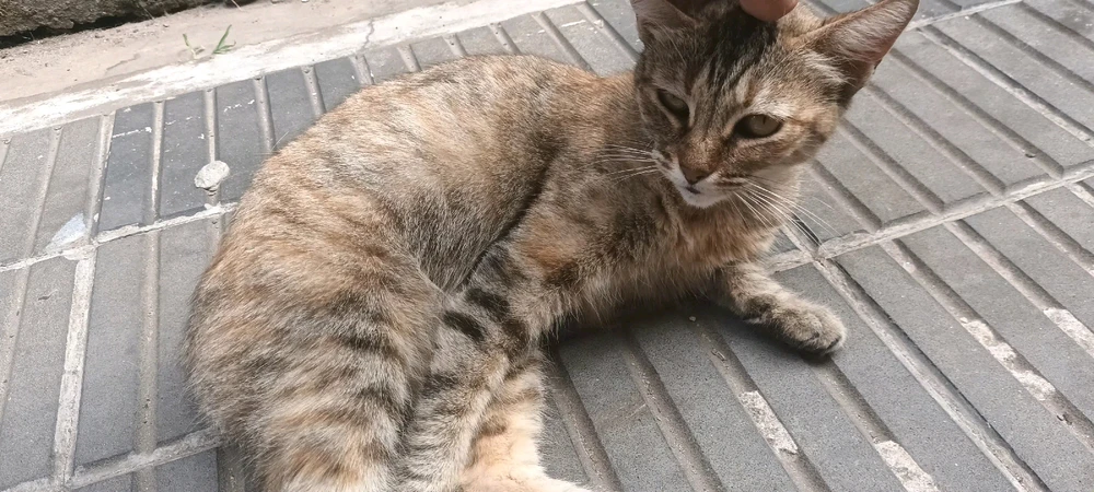 Imagen subida por Natan Esteban Armoha