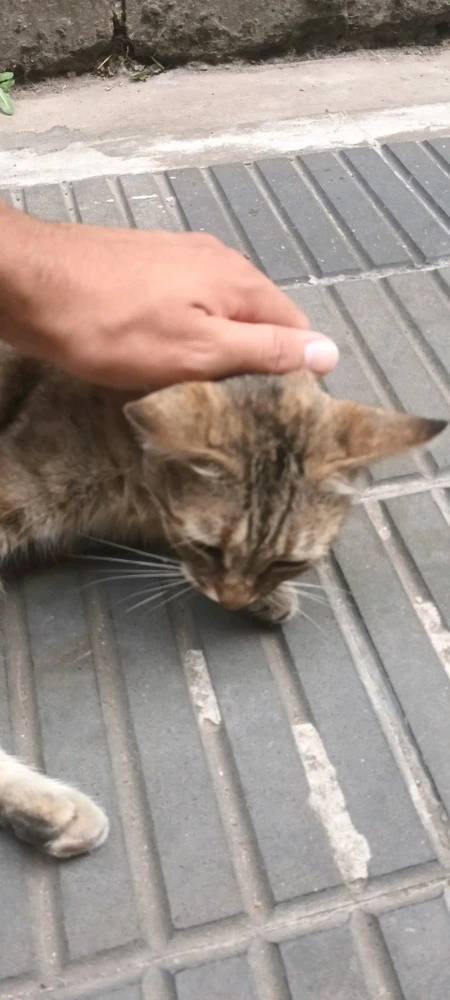 Imagen subida por Natan Esteban Armoha