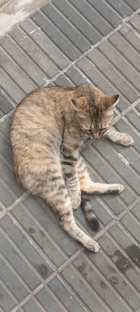 Imagen subida por Natan Esteban Armoha