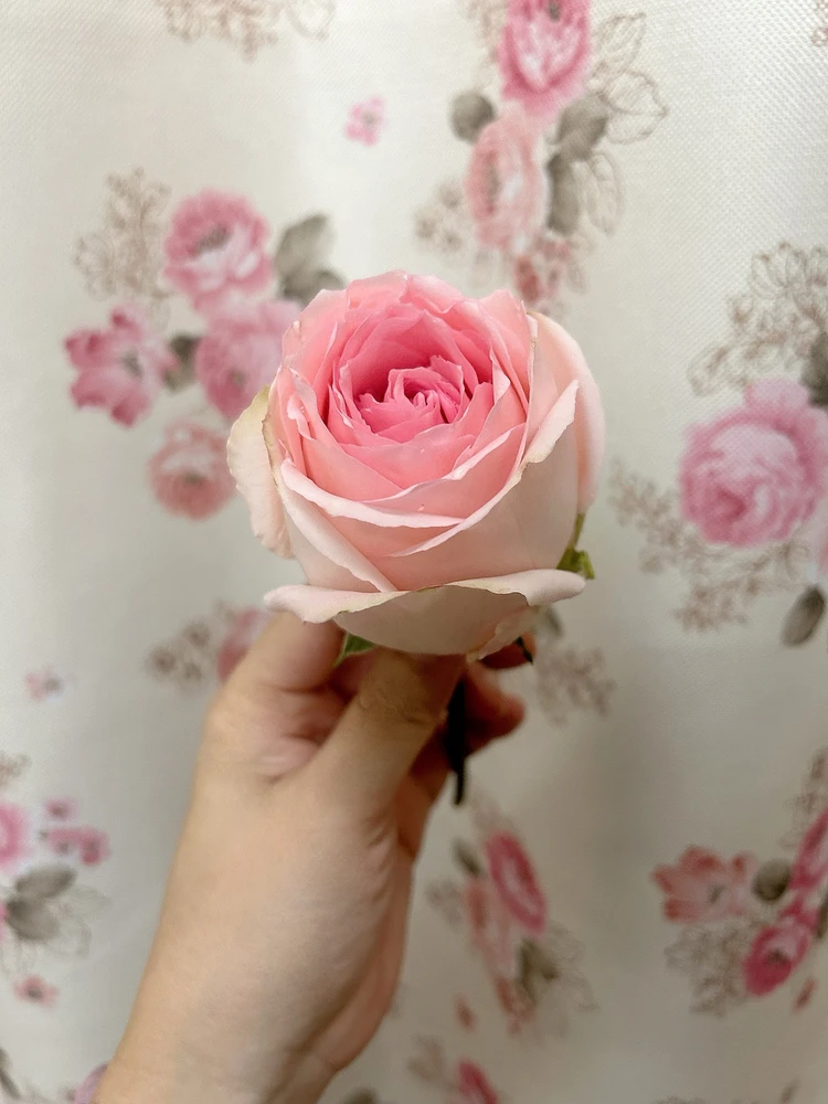 GIF uploaded by Kukkik19