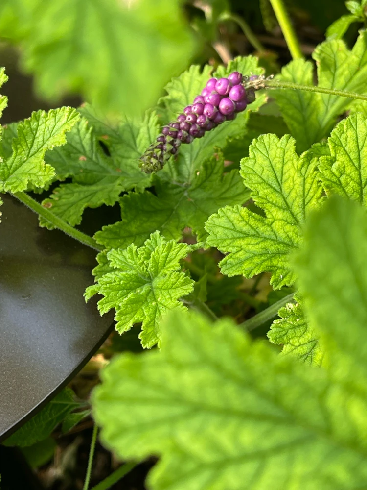 Image uploaded by Bryan