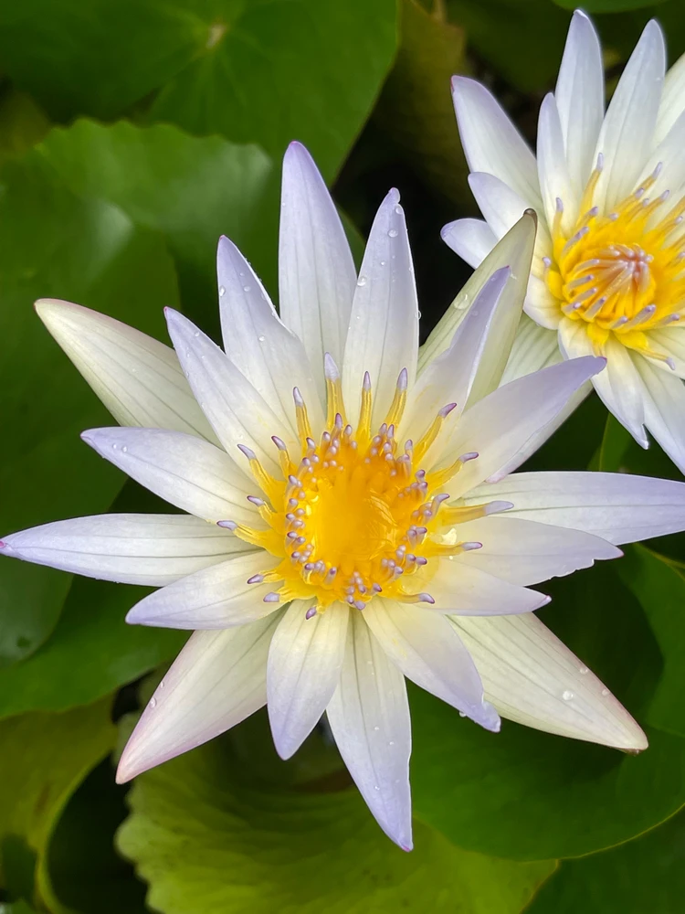 Image uploaded by Bryan