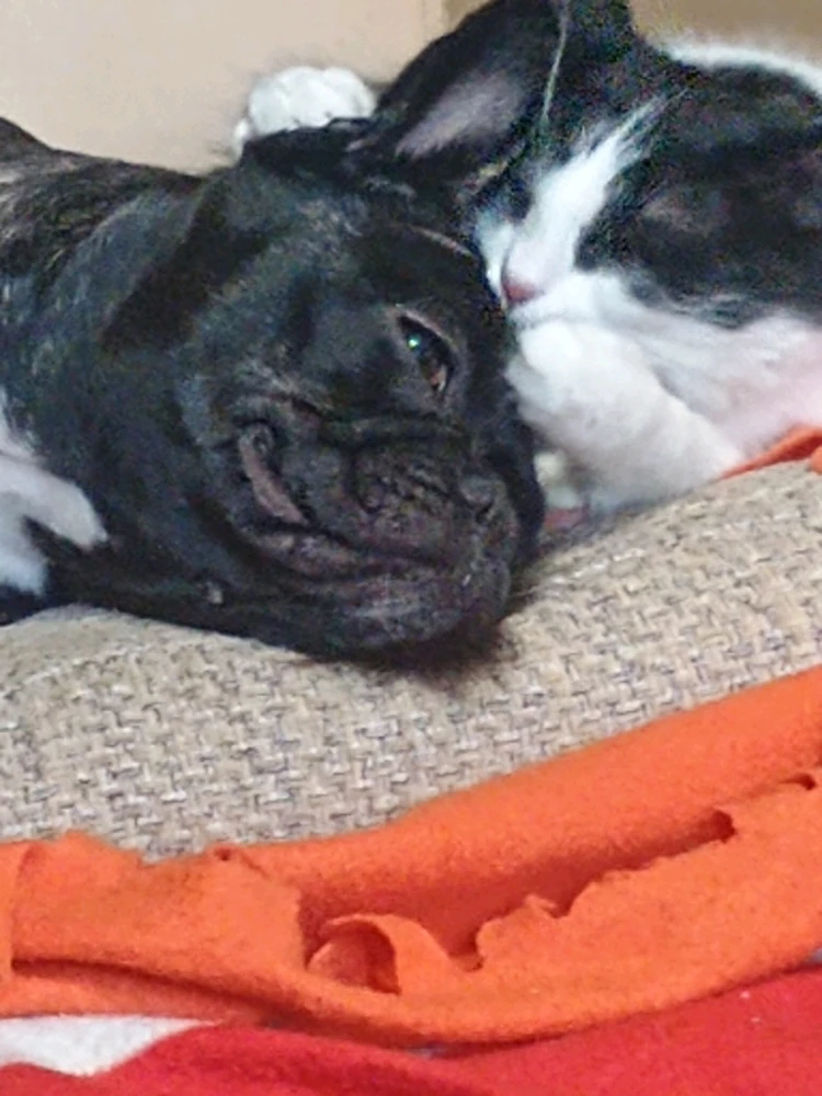 GIF качен от Мария