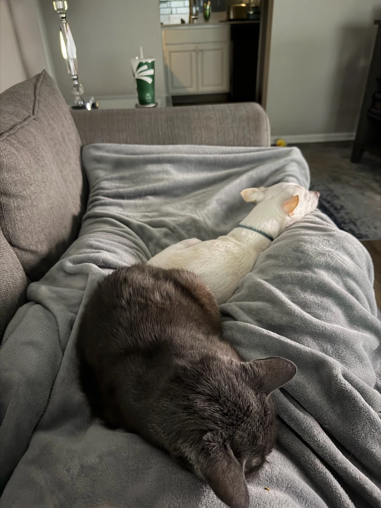 GIF uploaded by Melissa